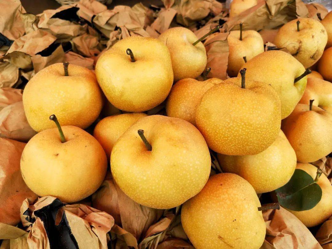 五合特产大暑刚过来五合品尝丰水梨的清甜多汁