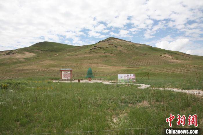 "高山柳沙障"见证四川阿坝草原沙化治理变迁