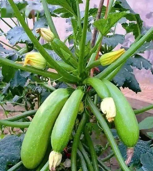 这种"苦"瓜千万别吃,广东一家4口被放倒,夏天餐桌太常见_葫芦瓜