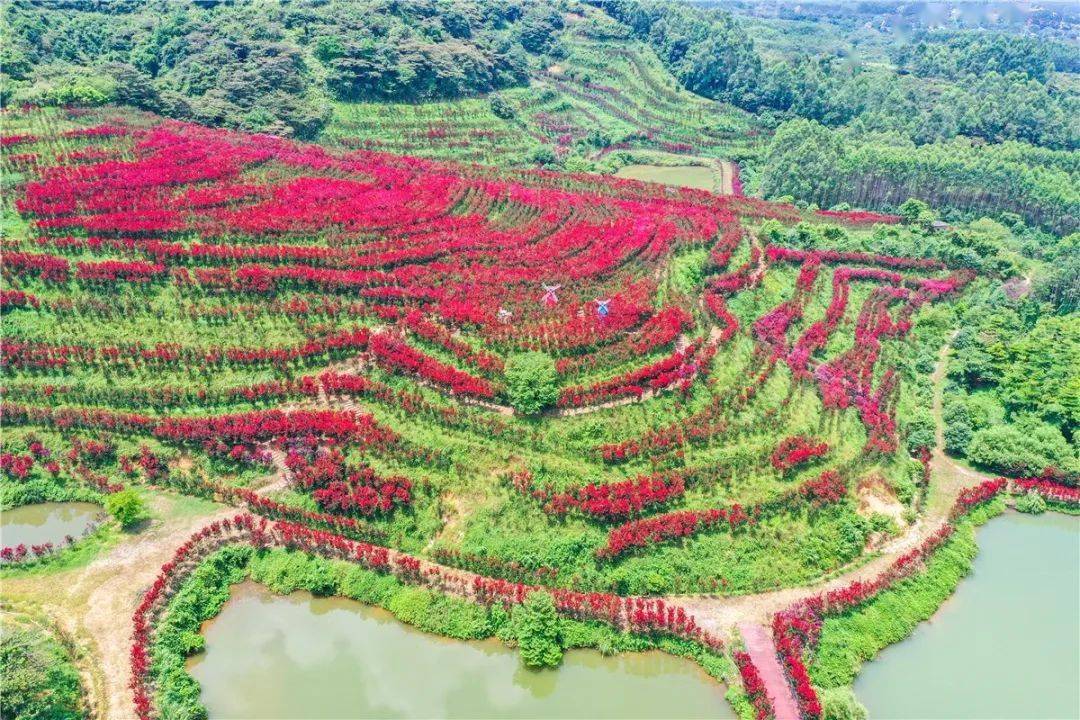 无需门票250亩紫薇花海怒放还有同心湖这个山谷好美啊
