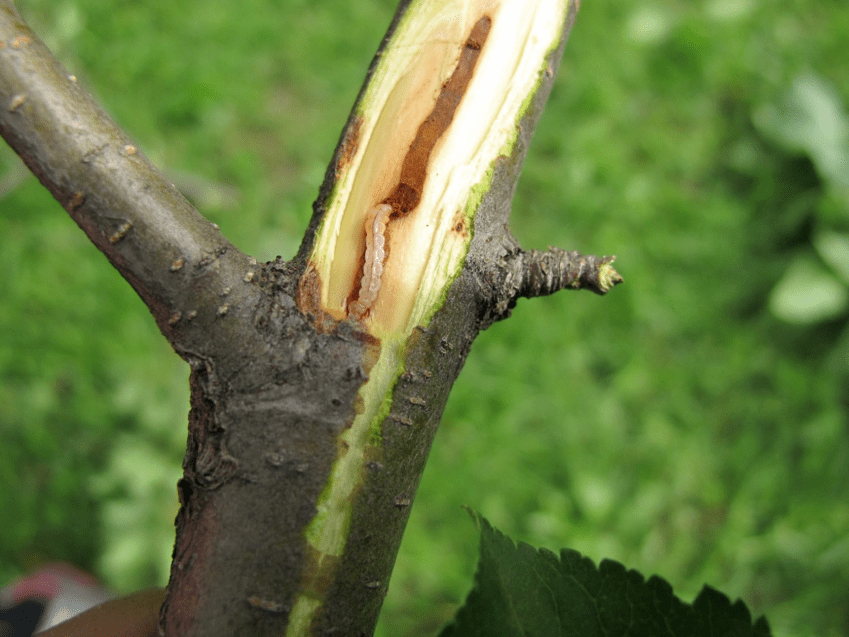 而苹果小吉丁虫在新疆出现的最早时间可以追溯到1995