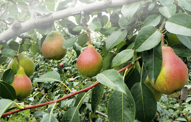 【正在直播】我在威海红茄梨梨园,正在直播,需要您的爱心支持_福利群