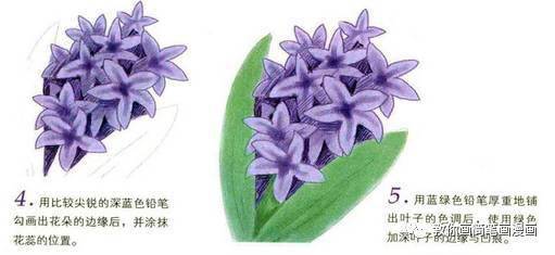 【彩铅绘画入门】精致美丽的风信子手绘教程,一起来画吧!