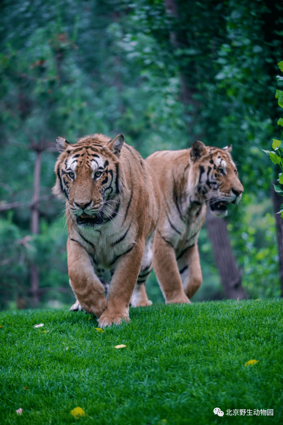 爱老虎油世界爱虎日小野带你看老虎