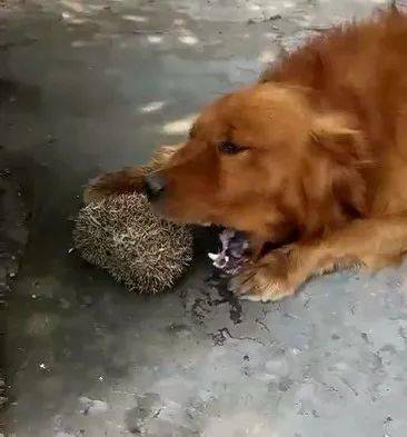 院子里突然传来金毛哀嚎声,下一秒主人怒吼:傻狗,刺猬吃不得!