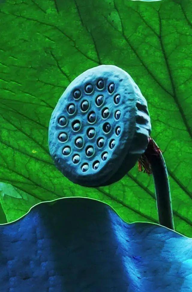 手机摄影莲蓬之美