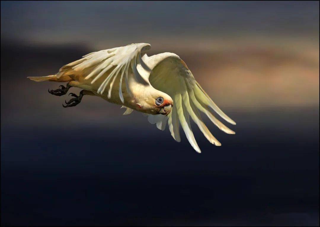 捕捉飞鸟展翅的完美瞬间