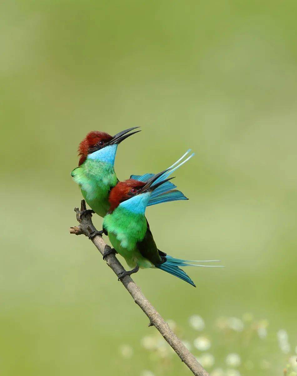 罕见实拍中国最美小鸟现身鹰潭