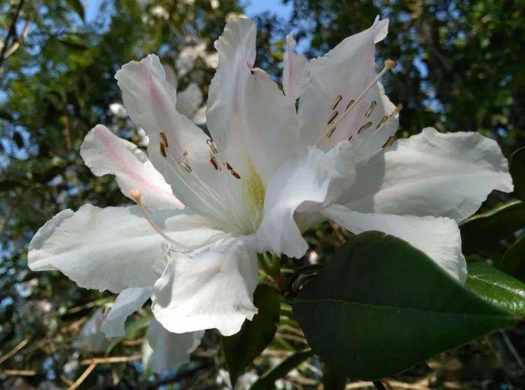 【视界】气质非凡大白杜鹃