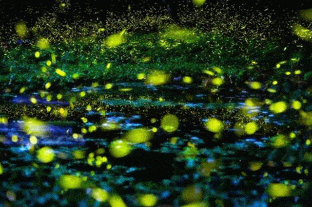 独属楠溪江的浪漫仲夏水灯流星雨,萤火虫集市,迷雾森林……仲夏之梦 x