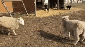 280_156gif 动态图 动图