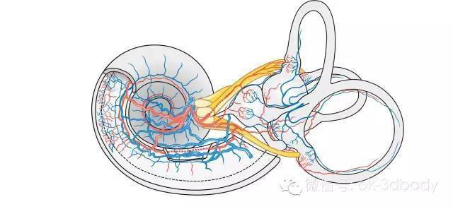 影像解剖内耳的解剖结构高清收藏