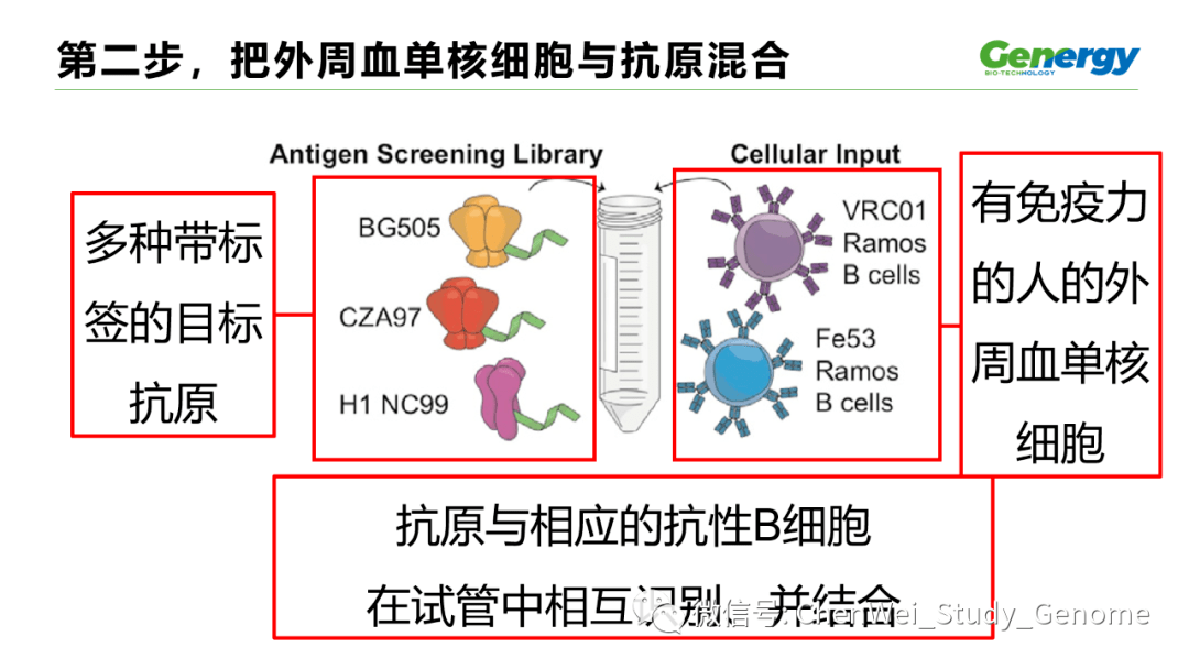 血到抗体的轻链,重链全长基因信息,只要一周时间1,可以直接从有免疫
