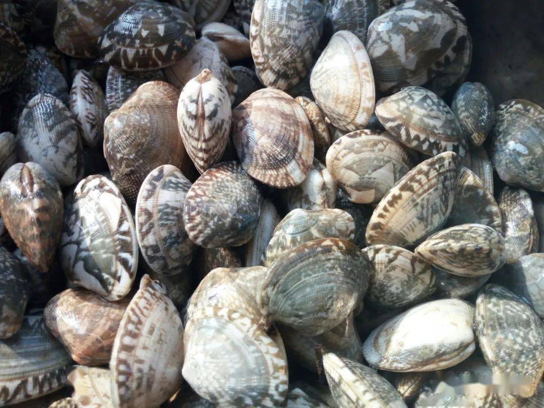 海里的蛤蜊品种图片