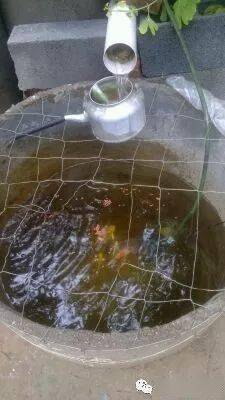 鱼缸,还盖着防护网…图片作者:吐泥鱼,来源:锦鲤吧16用方形塑料桶养鱼