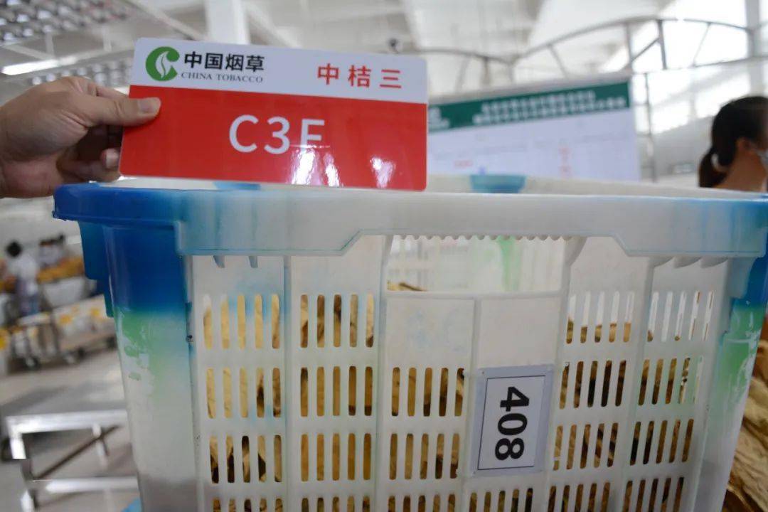 又是一年丰收季永安青水烟叶今日开磅