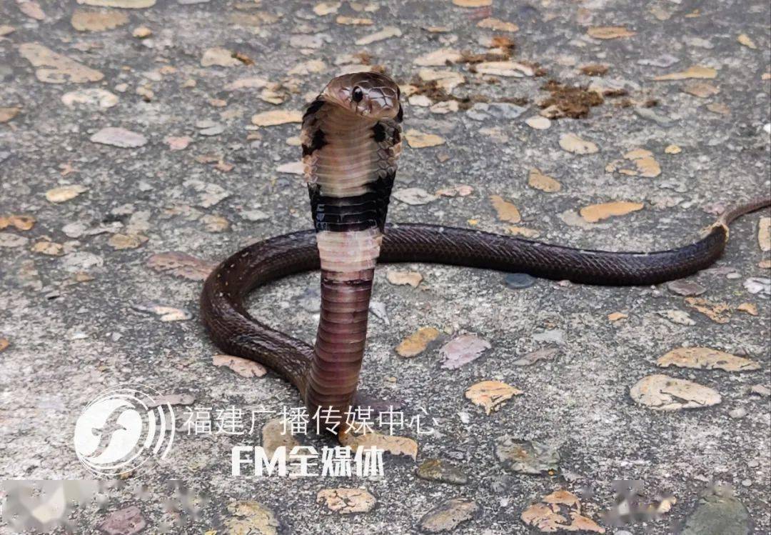 福建这个小区大堂惊现剧毒眼镜蛇