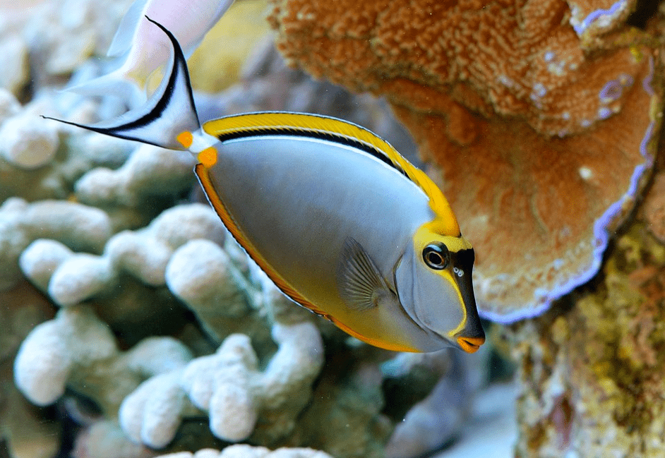 物种图册美丽鼻鱼