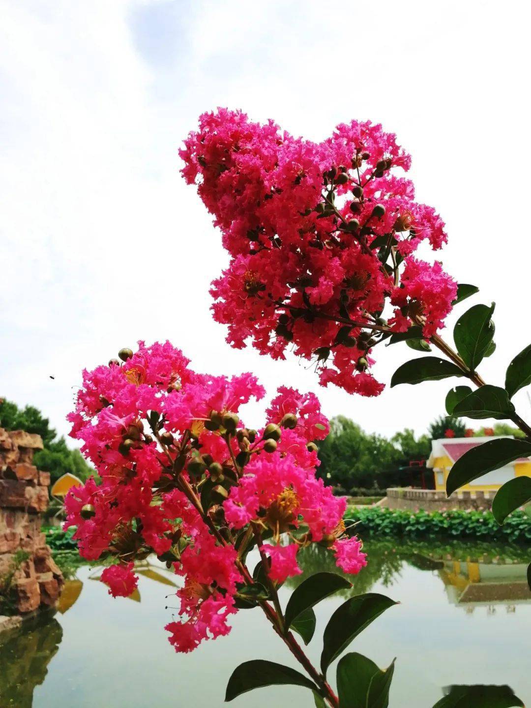 紫薇吧 来自搜狐网