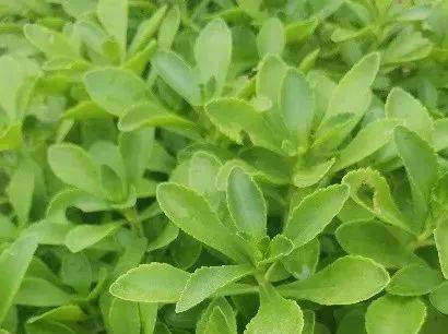 房山的果品也是一大特色,此次栏目组线下探访了房山区长阳镇朱岗子村