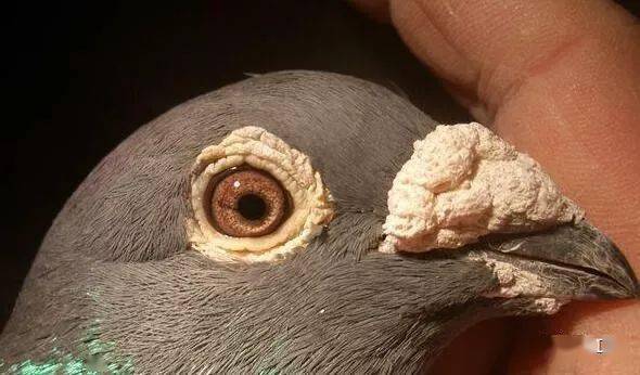 三谈不死必归的垃圾鸽