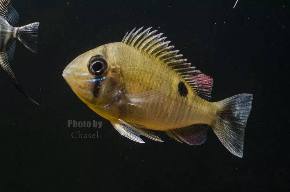 每天认识一种南美鱼30黄腹月亮宝石