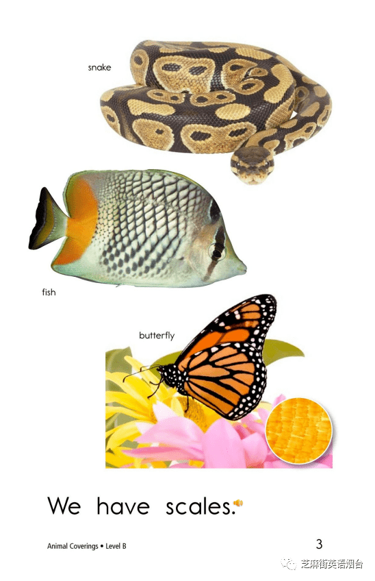 绘本故事animalcoverings