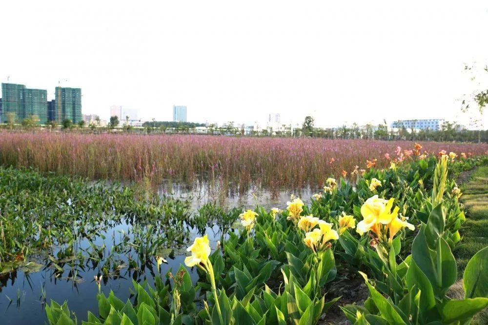 泗洪尾水湿地公园鸟语花香生态美