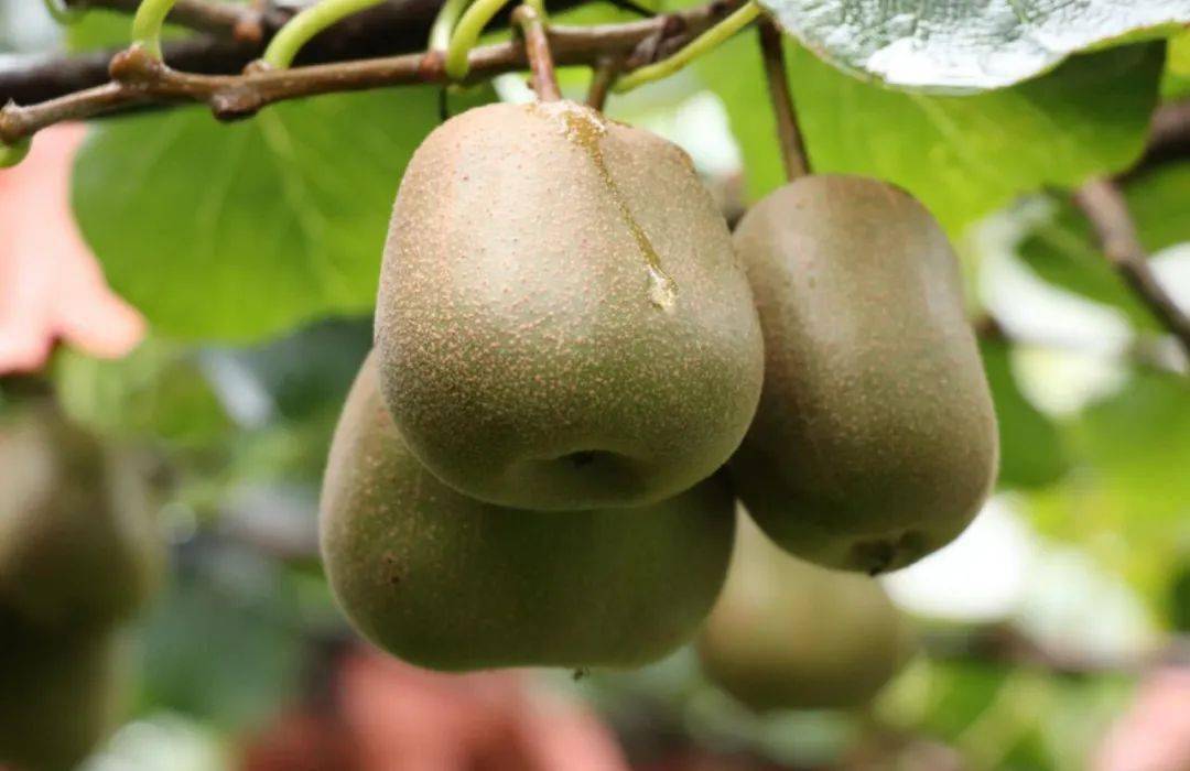 赣县石芫田园沙洲的猕猴桃终于熟啦,8月8日正式对外开园采摘!