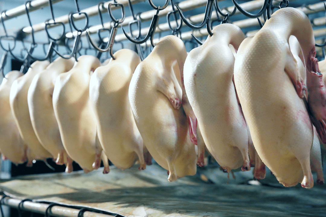 北京烤鸭坯中的"白富美",养殖品种为正宗肉脂型北京鸭,采用先进的屠宰