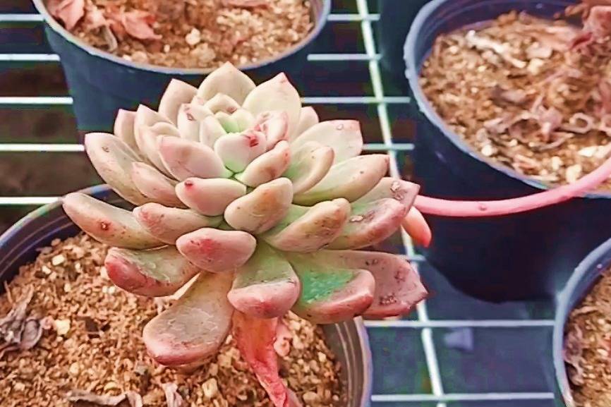 多肉基地香奈儿老桩亮相老桩状态各有不同还有开花的让人惊喜