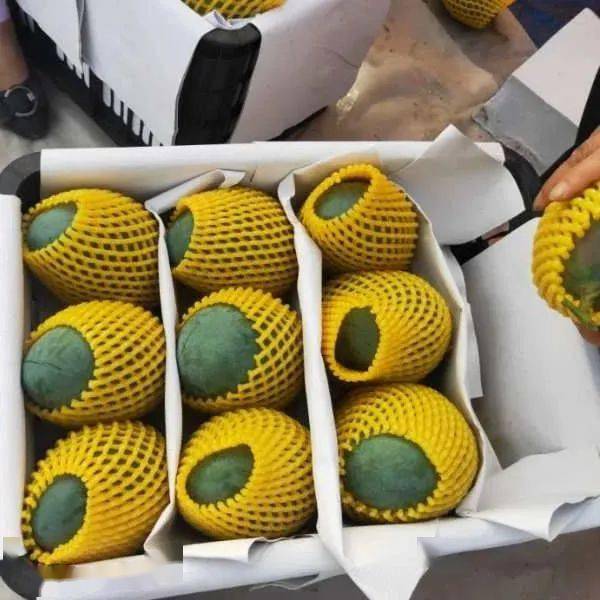 【亿适家超市·基地直采】攀枝花凯特芒果上市啦