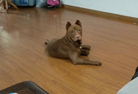 情况说明:爱犬名叫"来福",红棕色东莞五红犬,公犬,8个月大,约20公斤重