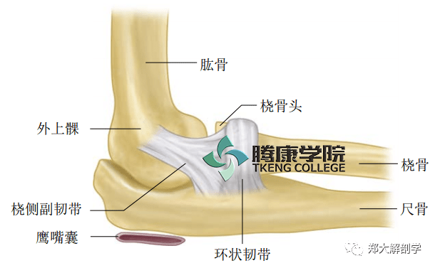 尺骨鹰嘴疼图片