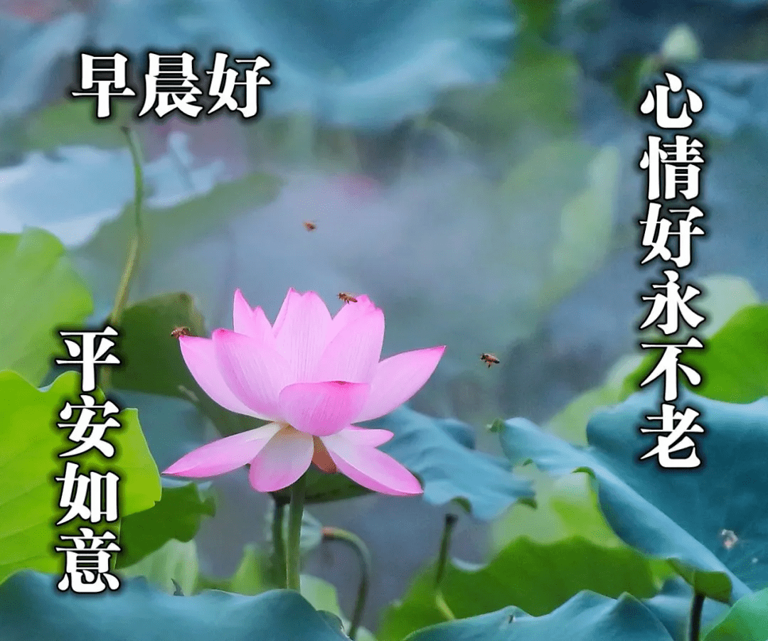 问候朋友早上好祝福表情问候图片动态 7月最新款早安祝福问候图片