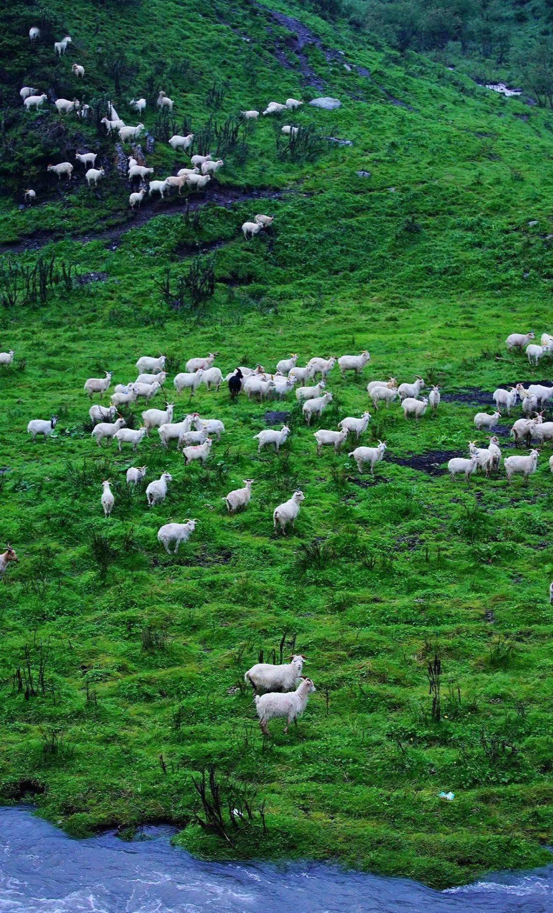 内蒙古,青海,新疆,宁夏,谁家的羊肉更好吃?