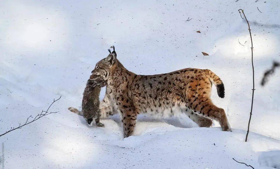 猫科动物中的小猛兽猞猁