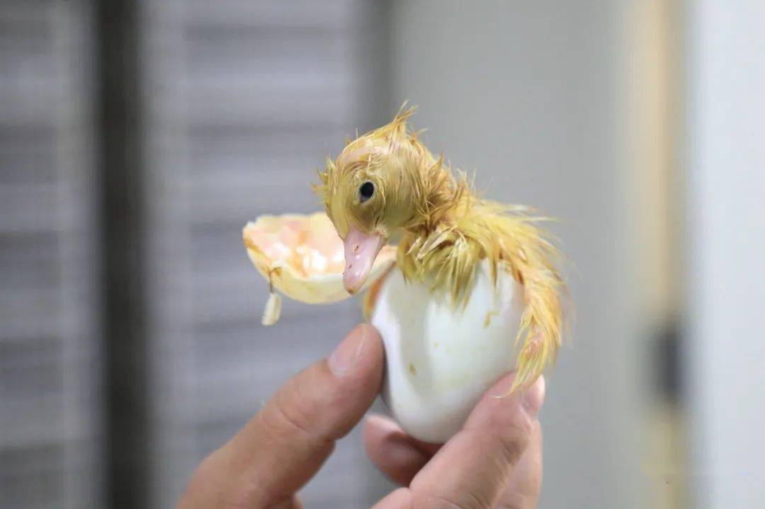 萌萌的鸭子上线!现代化基地助推实隆鸭苗产业再上新台阶