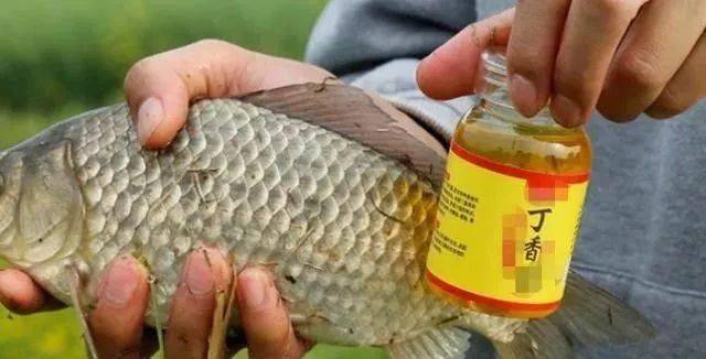自制钓鱼小药丁香油专门在野钓时使用鲫鲤草鱼闻到就狂咬钩
