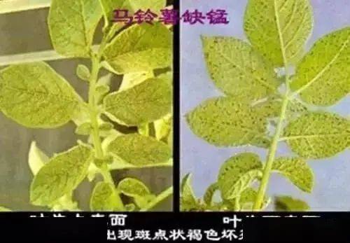 【五穀豐】植物缺素不懂缺什麼,一篇文章徹底教會你!收藏版