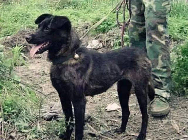 它是我国最为优秀的猎犬之一!却生长在我国最贫困的地区!_凉山