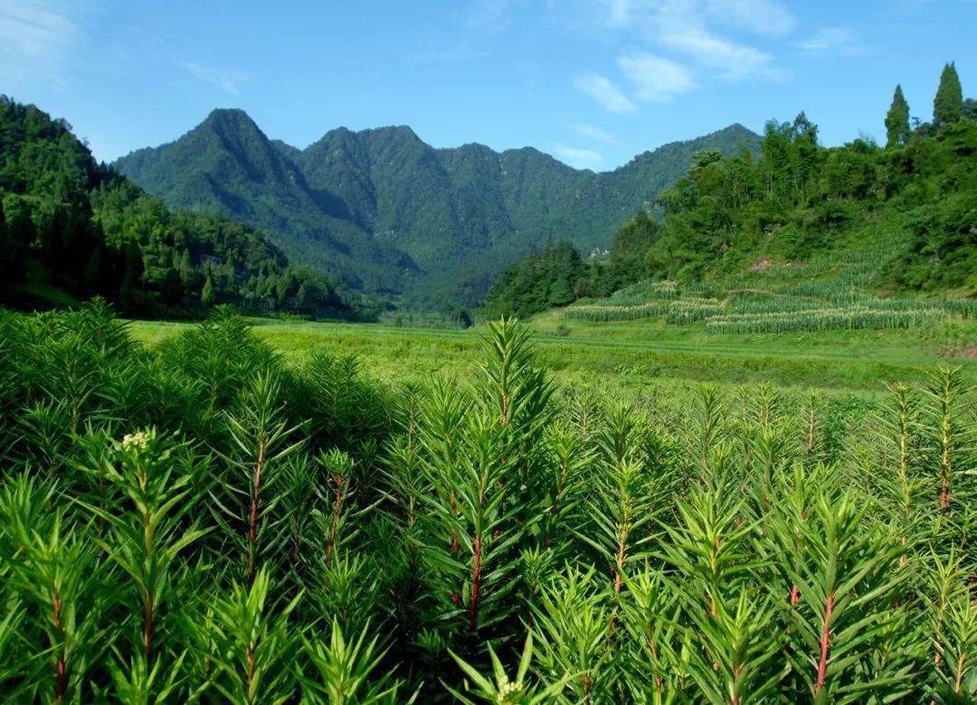 古蔺赶黄草成功升级啦.