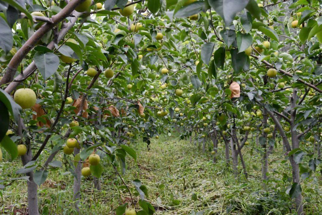 【走向我们的小康生活】一颗青梨香 一个小康梦