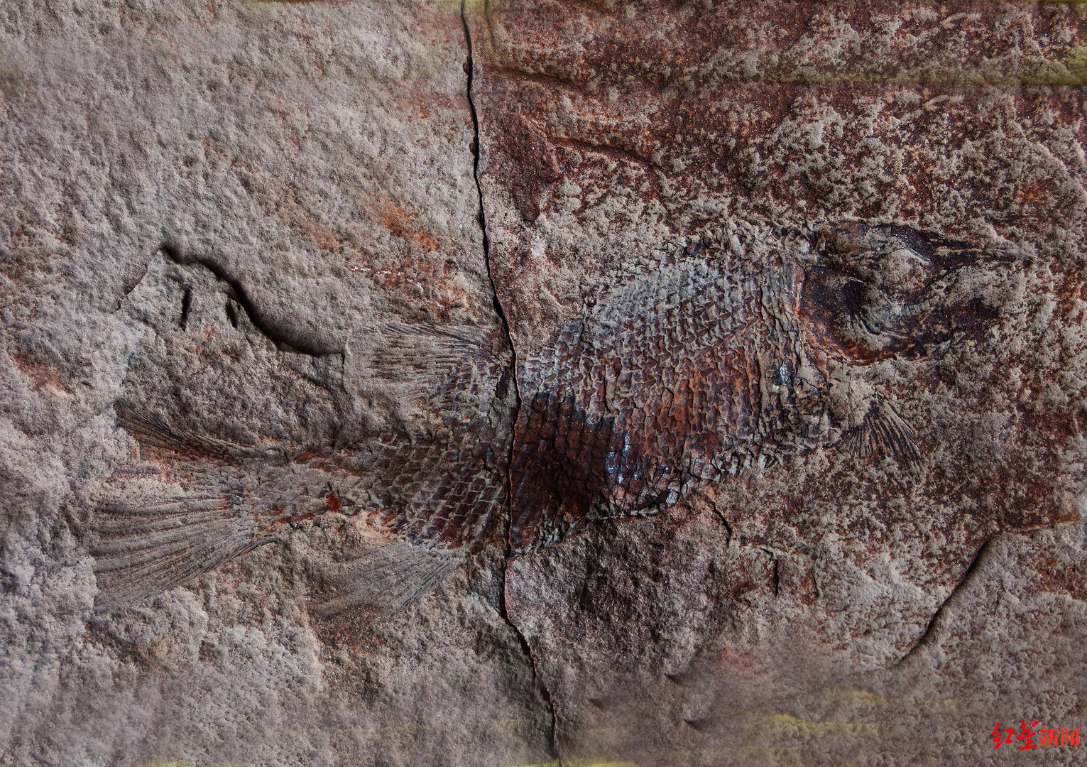 四川丹棱幸福古村发现远古鱼化石 初步判定距今约上亿年