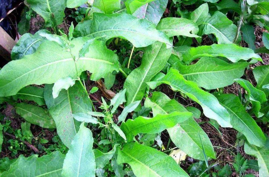 一般用于治疗疥癣,湿疹,神经性皮炎等疾病.