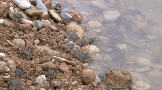 目前,3万只优质蟹苗已顺利投放到庆城县葛崾岘办事处二郎山村的河蟹