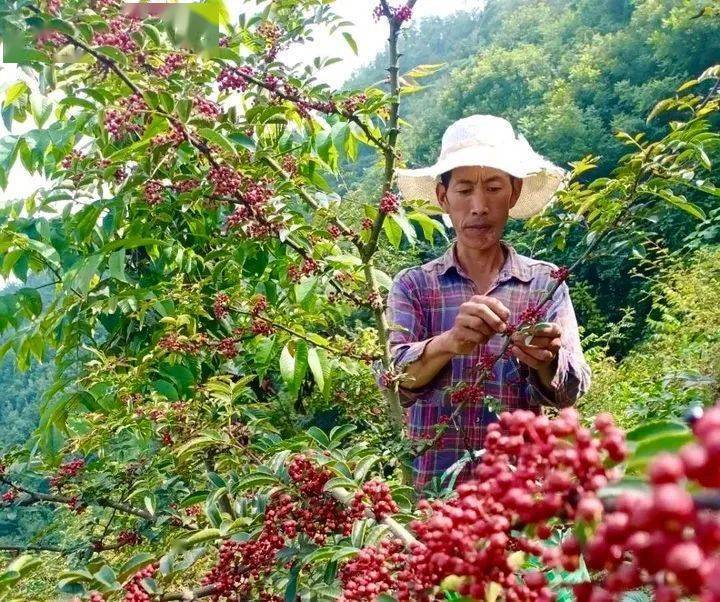 创业故事不等不靠用勤劳双手创造幸福生活汉源县片马乡大营村李树高的