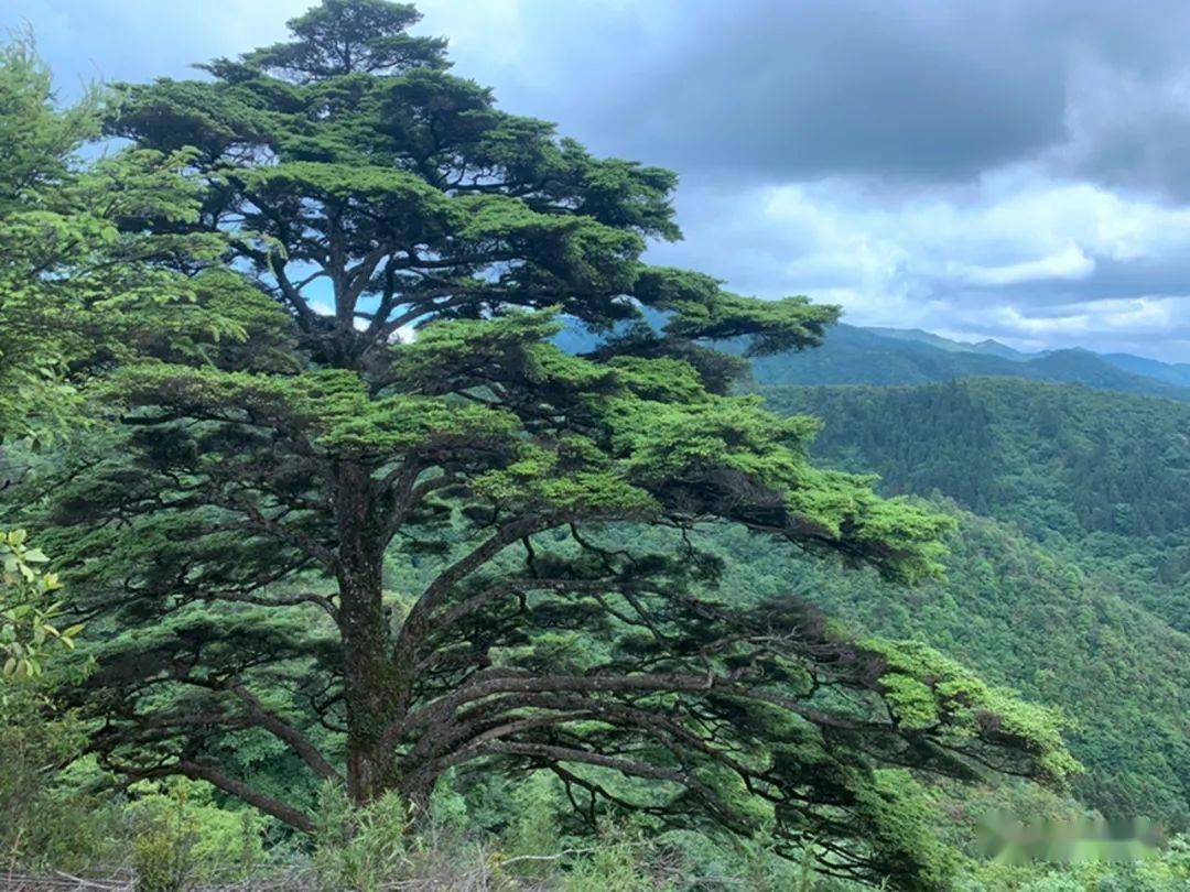 大山以高耸的身形与庞大的体量,制造了独特的小气候,孕育了湖南多条