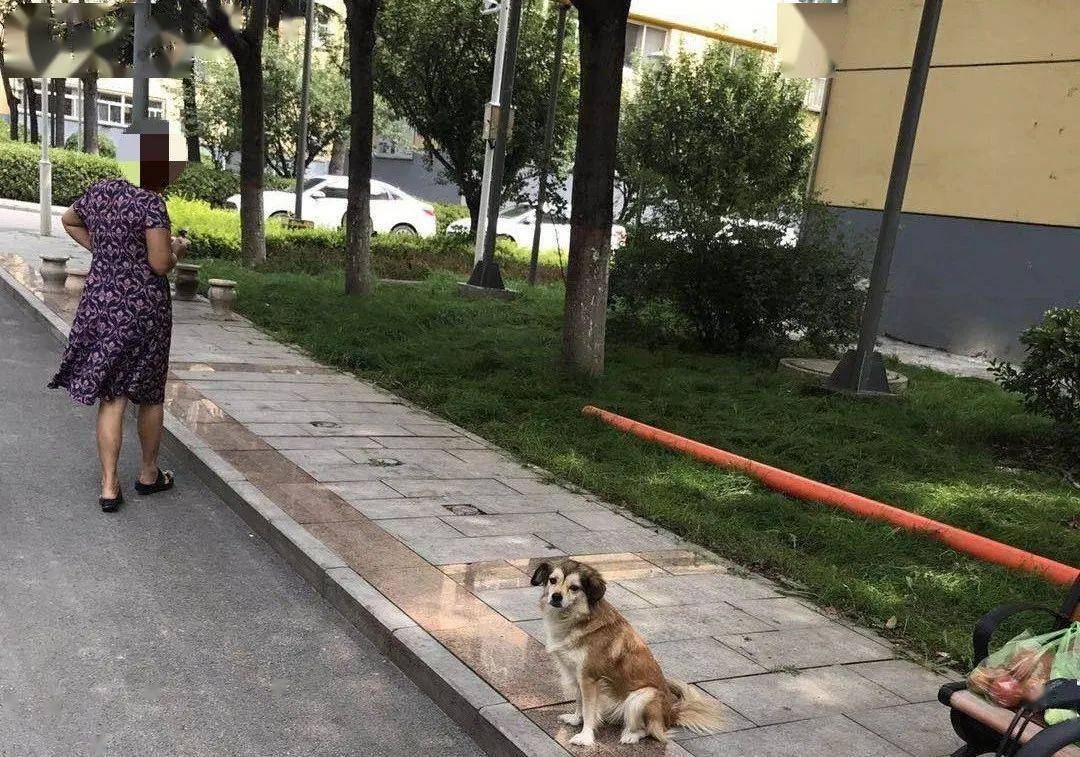 【曝光】晋城第二批不文明养犬行为