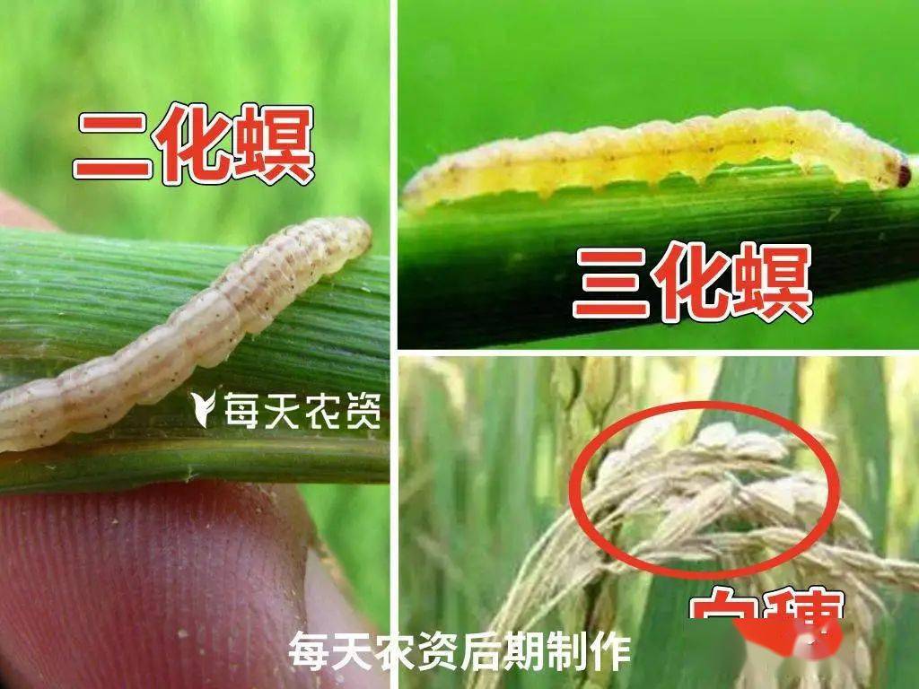 二化螟,三化螟危害特征基本相似,受害的水稻心部发生干枯,出现枯心苗